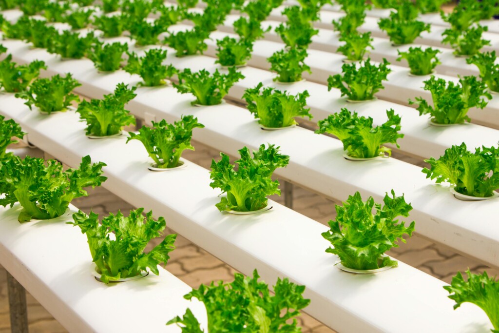 carbon credits market guide