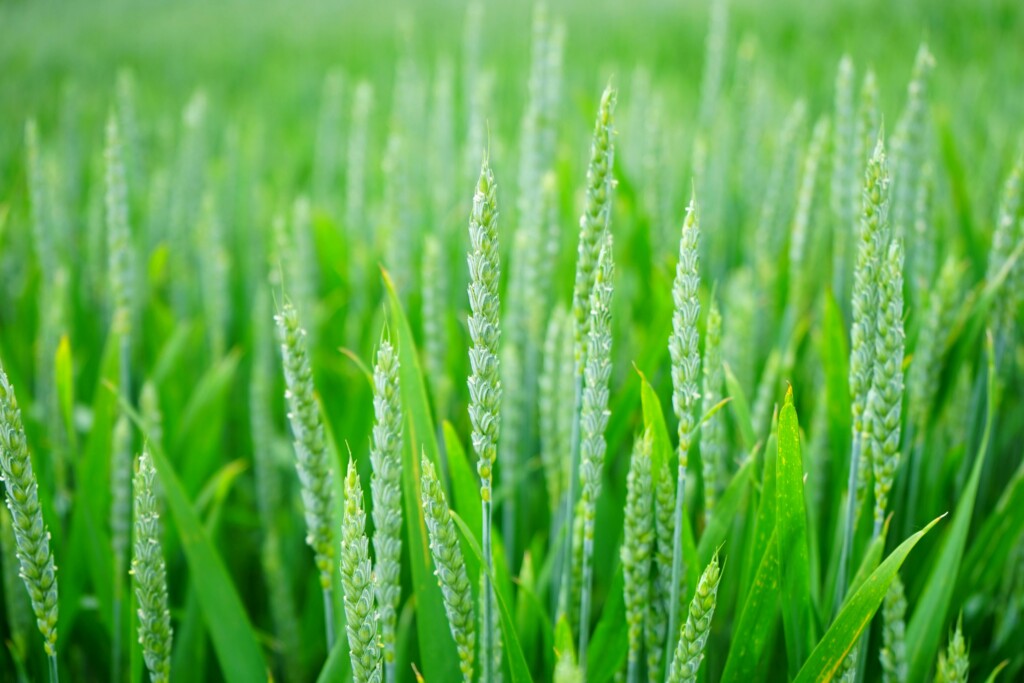carbon credits market future