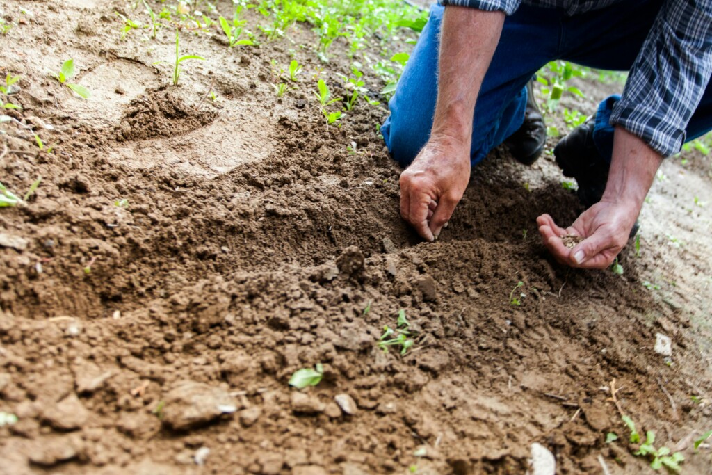 regenerative agriculture in practise
