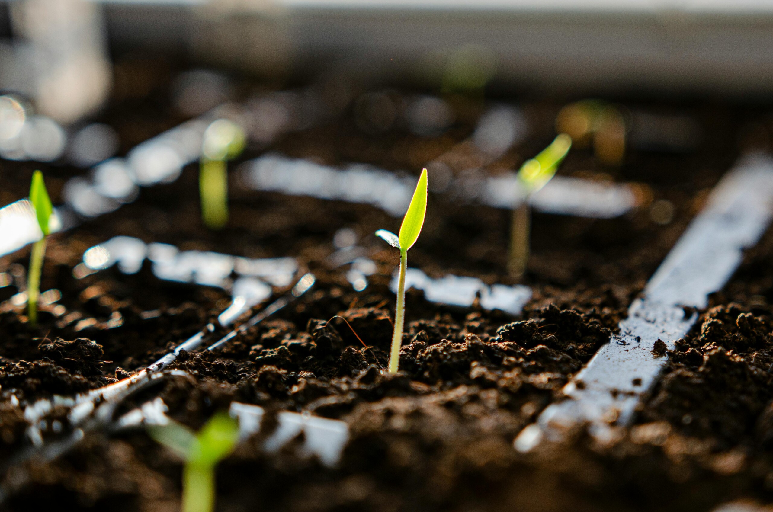 carbon credits market growth